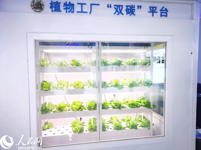 科技賦能新農業 探秘中關村論壇展覽中的植物工廠